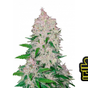 Stardawg von Fast Buds