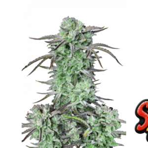 Strawberry Banana Auto von Fast Buds