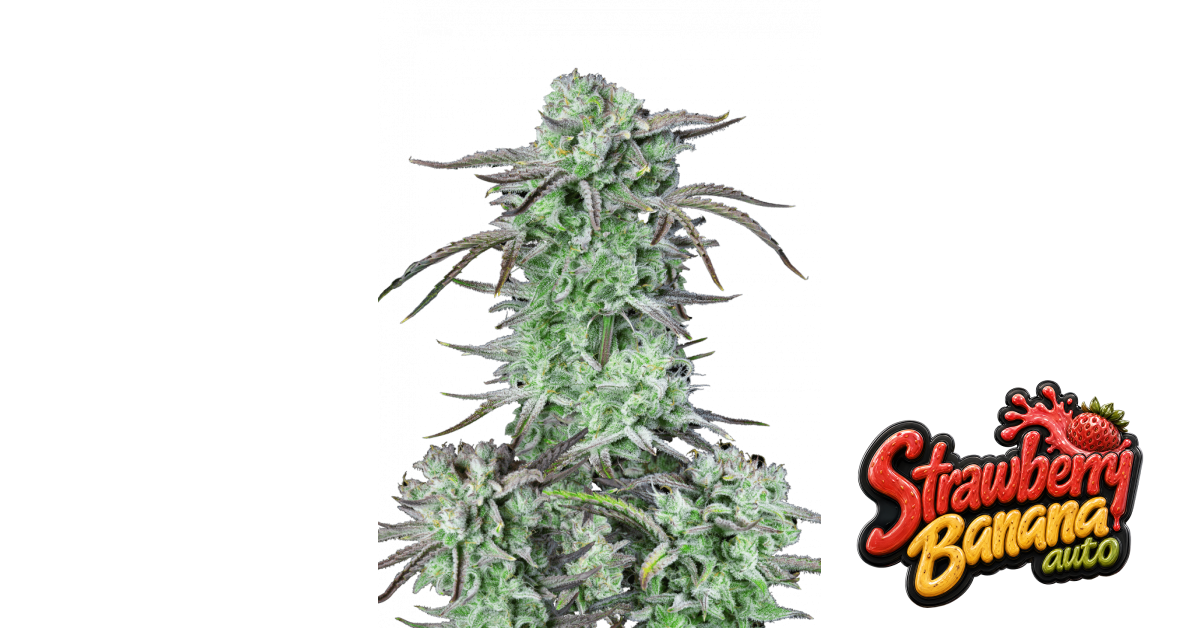 Strawberry Banana Auto von Fast Buds
