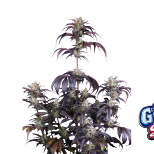 Strawberry Gorilla Auto RF3 von Fast Buds