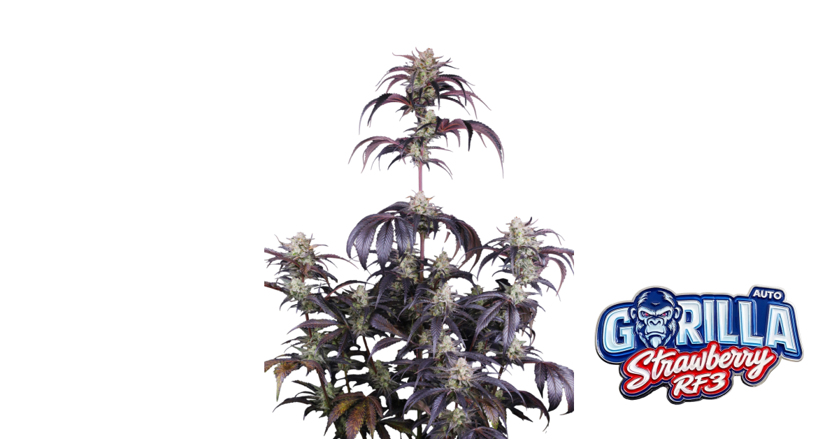 Strawberry Gorilla Auto RF3 von Fast Buds