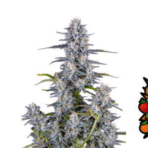 Super Boof von Fast Buds