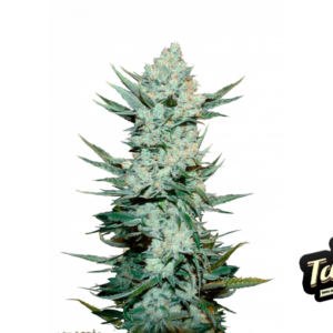 Tangie von Fast Buds