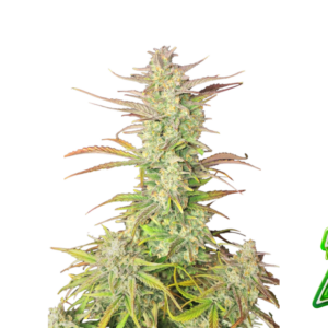 Z- Up von Fast Buds