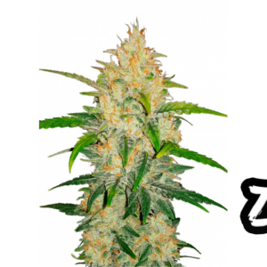 Z Auto von Fast Buds