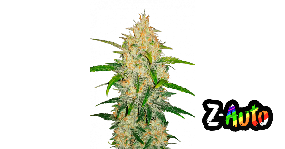 Z Auto von Fast Buds