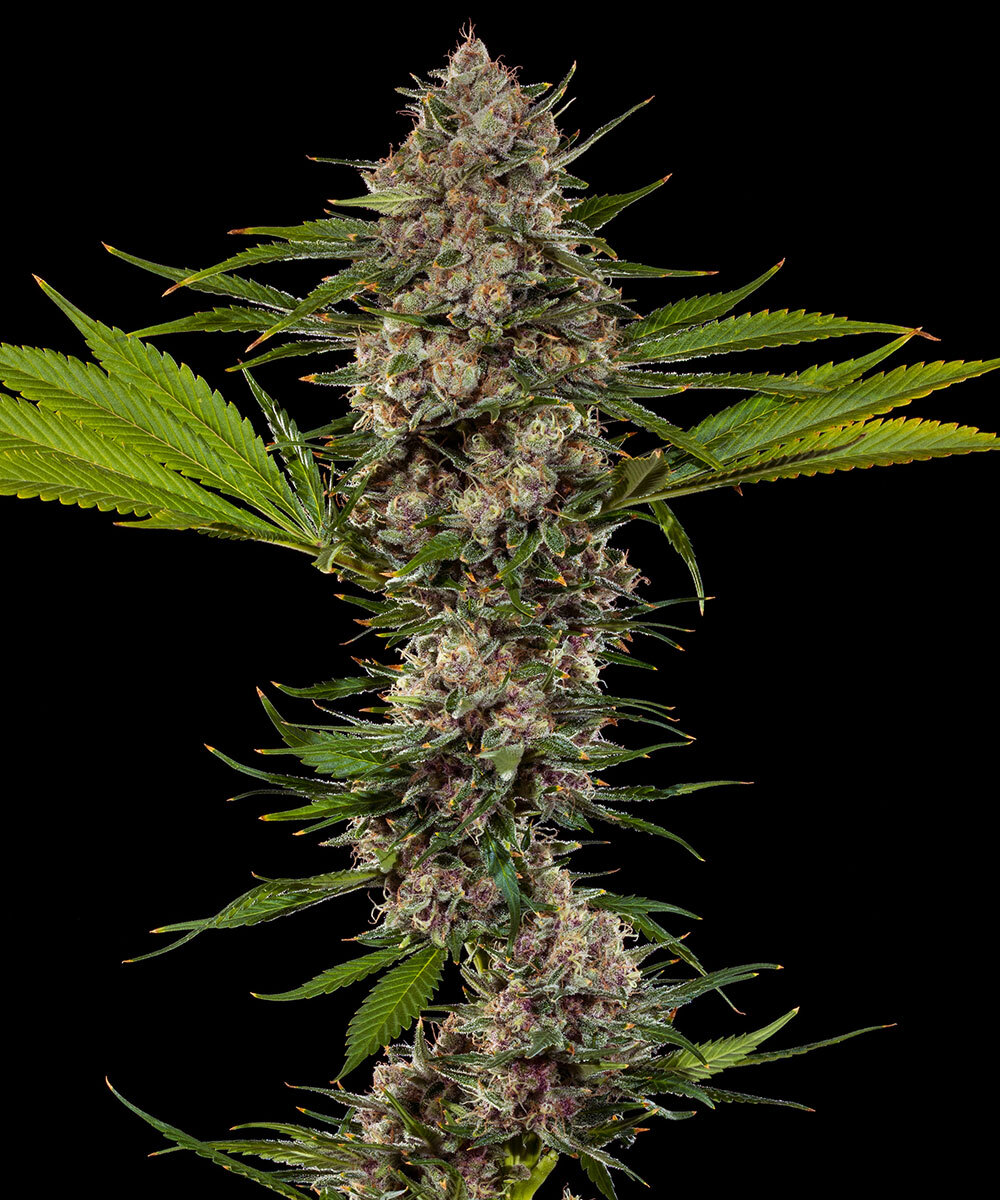 MAC 1 Barney's Farm