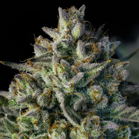 MAC Dawg XXL Auto 10er Silent Seeds
