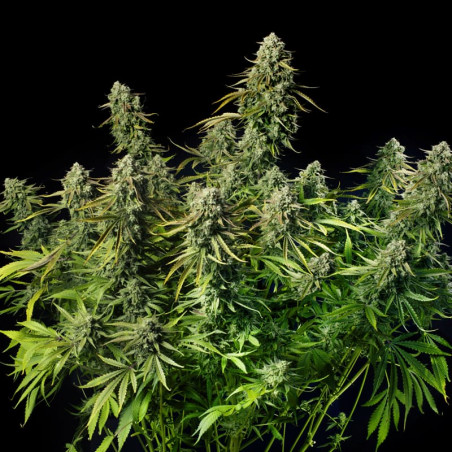 MAC Dawg XXL Auto 10er Silent Seeds