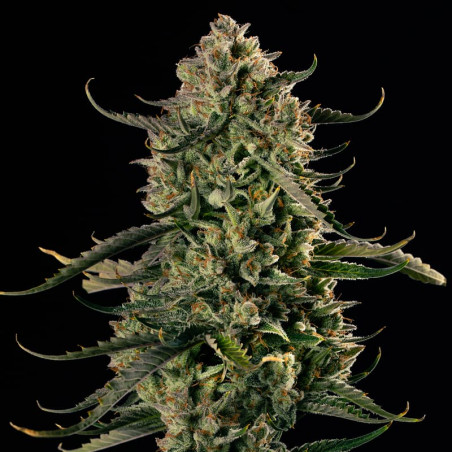 MAC Dawg XXL Auto 10er Silent Seeds