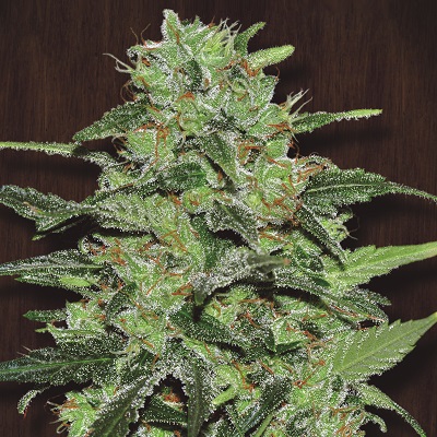 Malawi von ACE Seeds