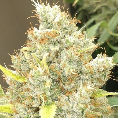 Malawi x Panama von ACE Seeds