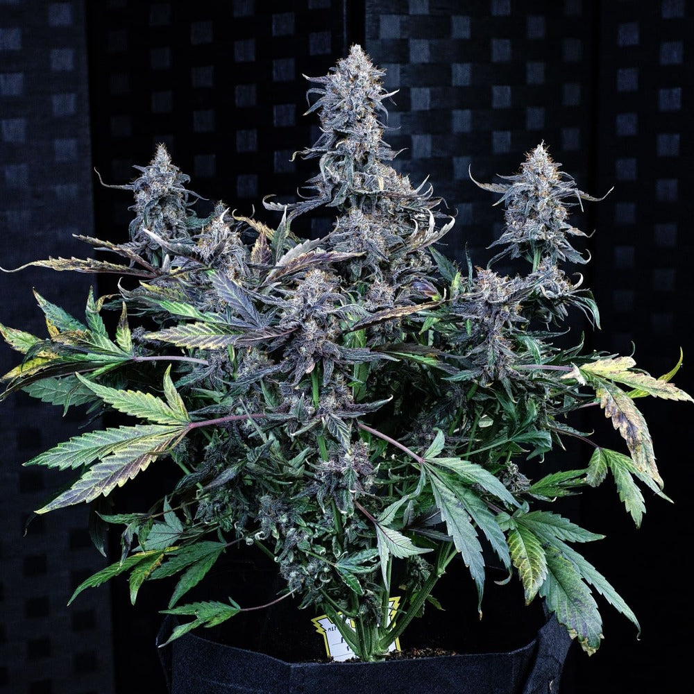 mango runtz 3+2er – mephisto genetics (autoflower samen)