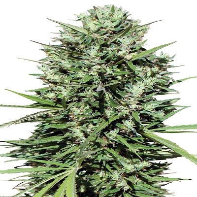 Morocco Beldia Kif von ACE Seeds