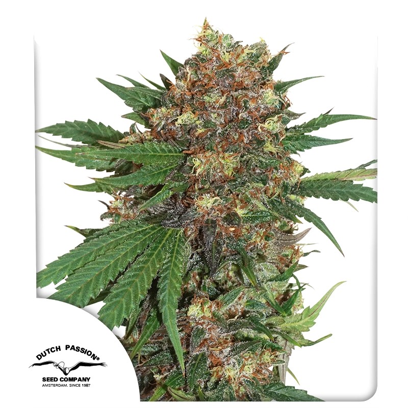 Master Kush von Dutch Passion