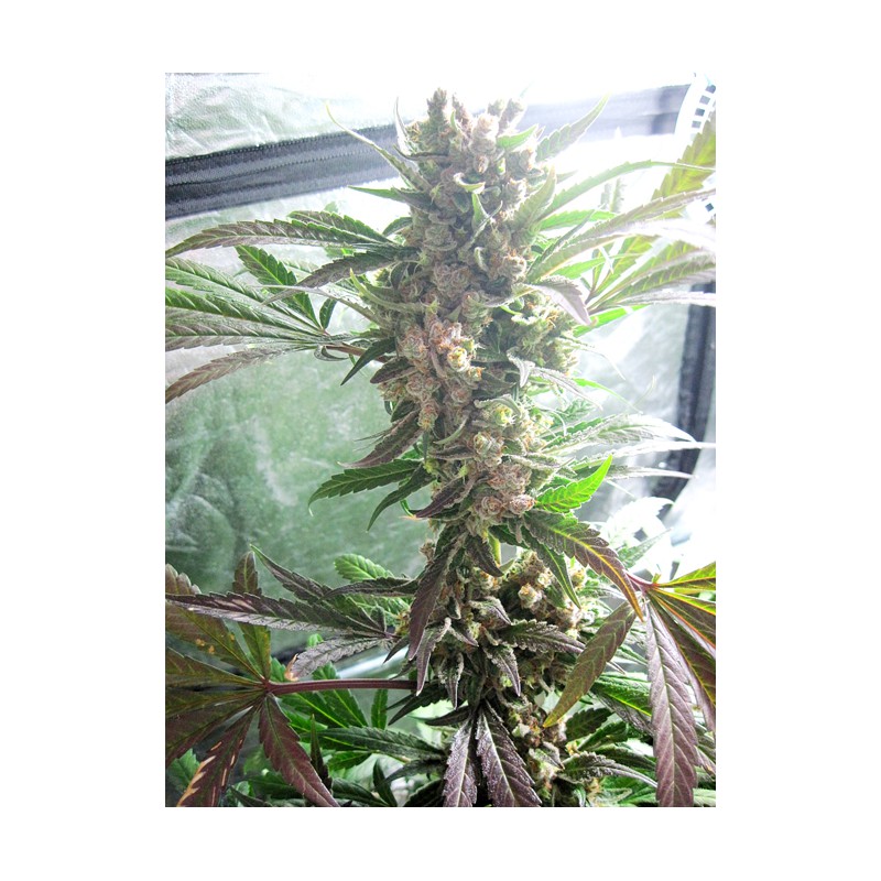 Master Kush von Dutch Passion
