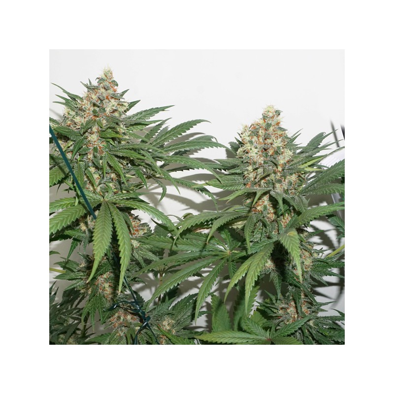 Master Kush von Dutch Passion
