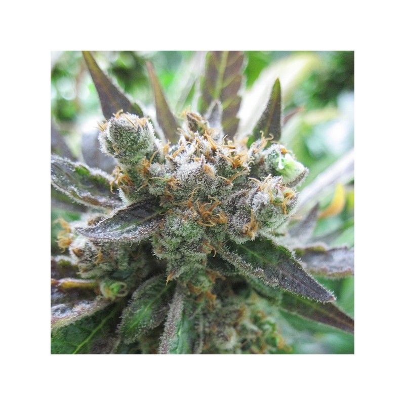 Master Kush von Dutch Passion
