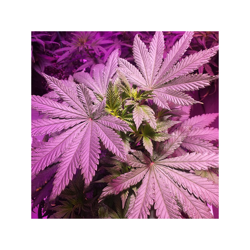 Master Kush von Dutch Passion