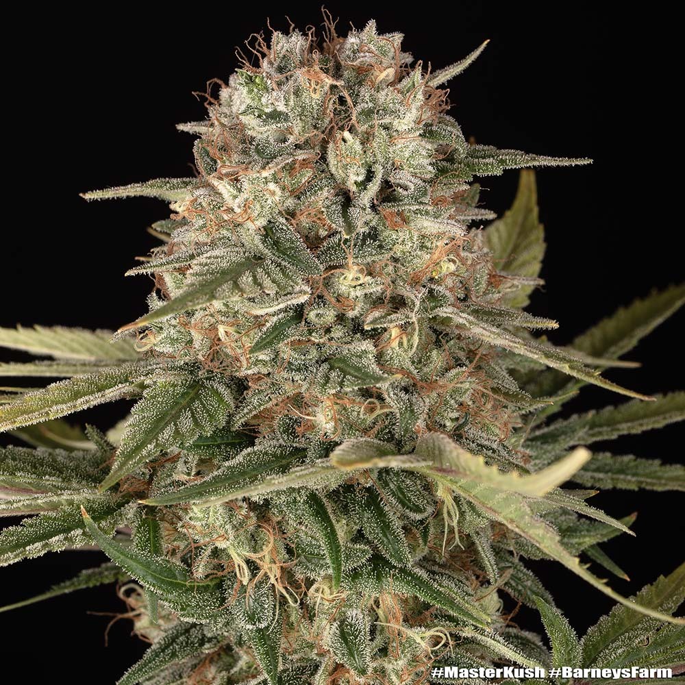 Master Kush Barney’s Farm