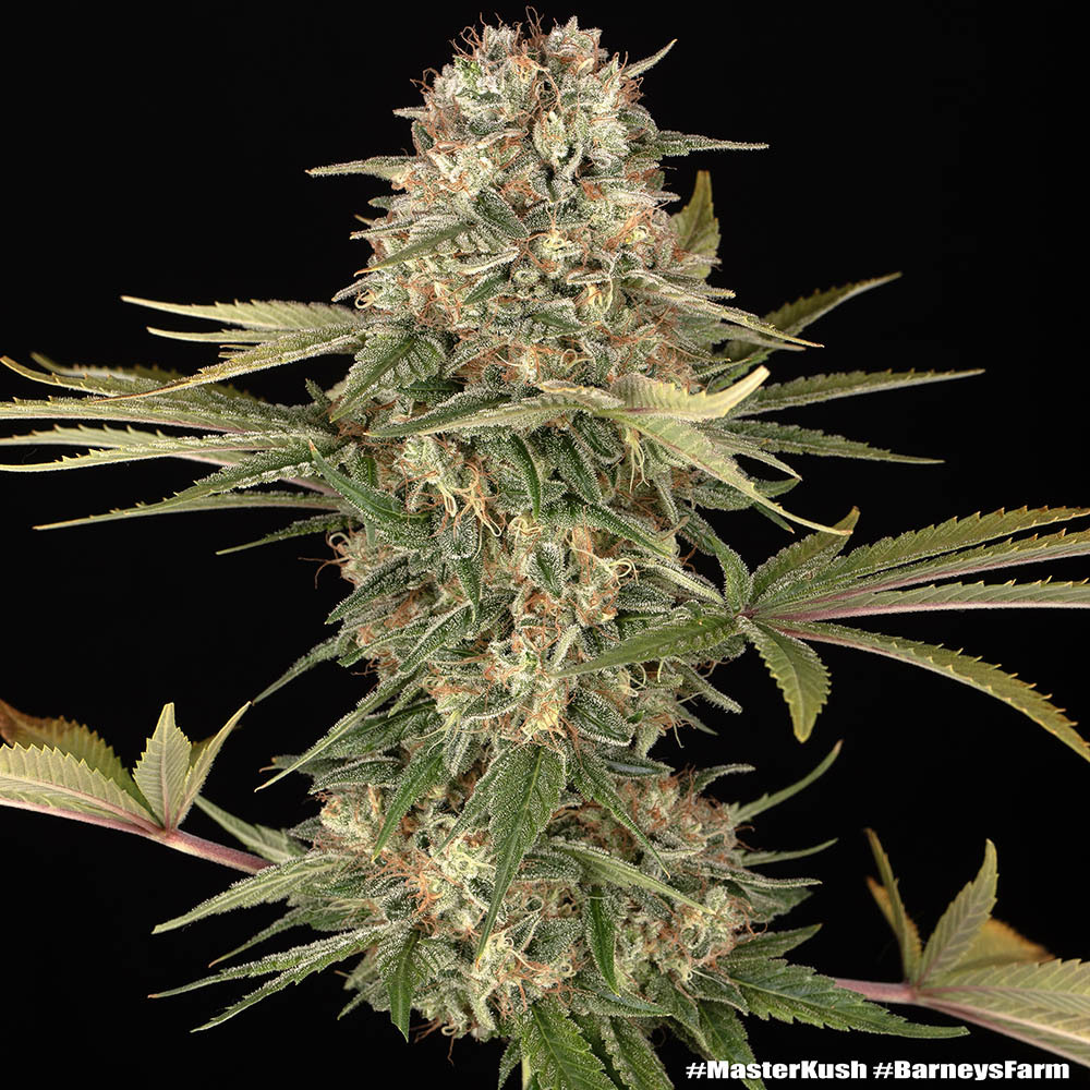 Master Kush Barney’s Farm