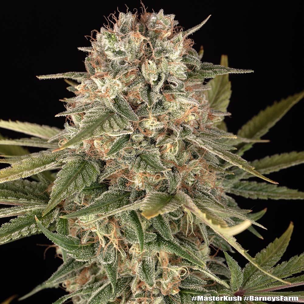 Master Kush Barney’s Farm