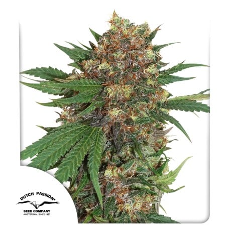 Master Kush von Dutch Passion