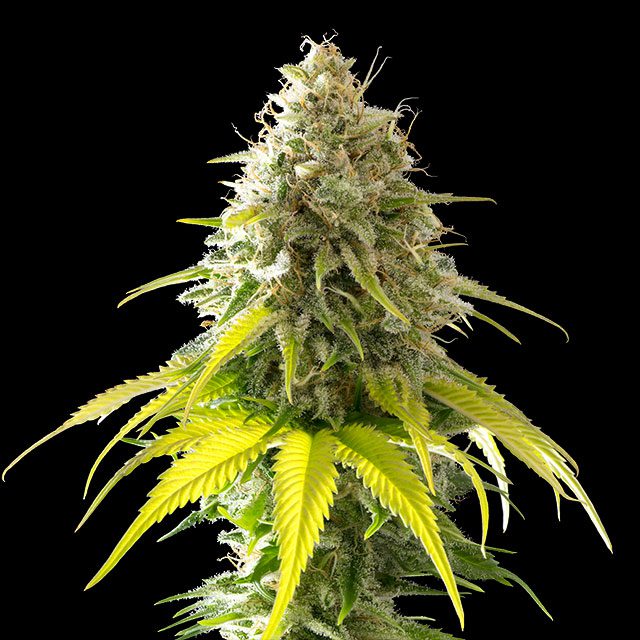 Mataro Blue von Kannabia Seed Company