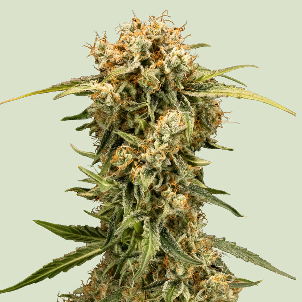 Medusa F1 von Royal Queen Seeds