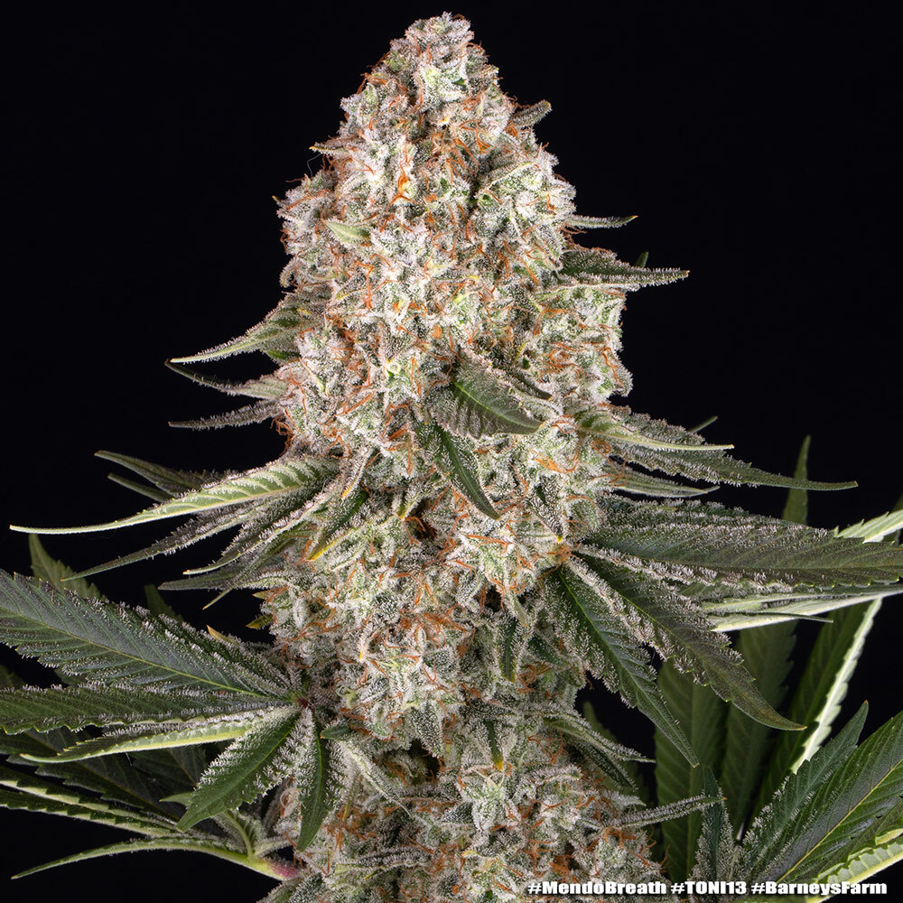 Mendo Breath Barney's Farm