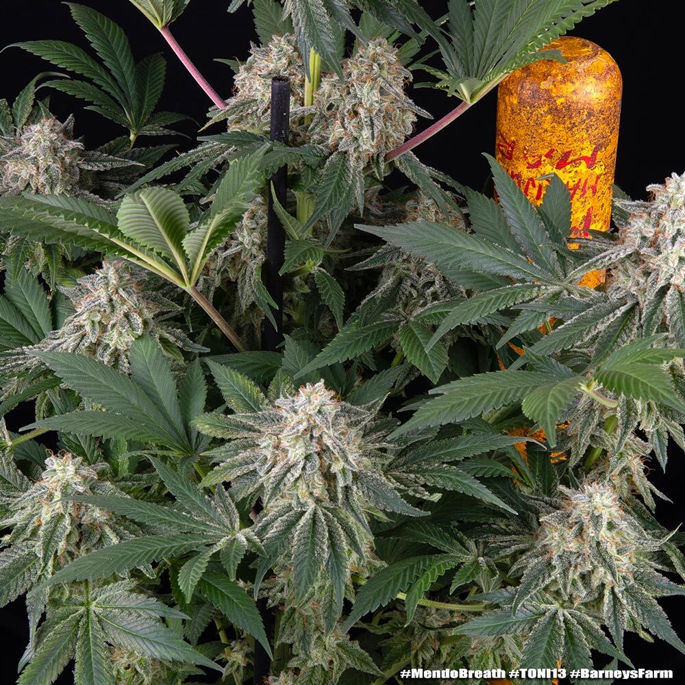 Mendo Breath Barney's Farm