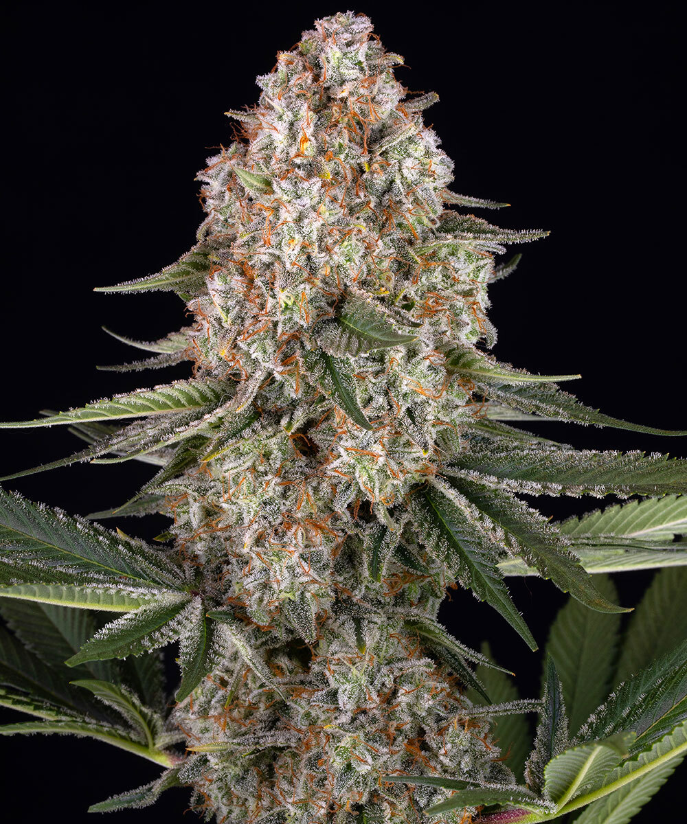 Mendo Breath Barney's Farm