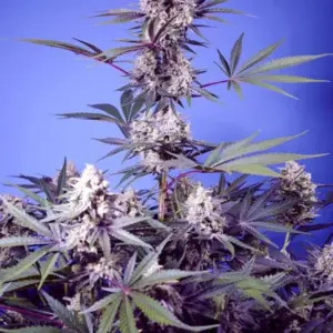 Mental Rainbow F1 Fast Version von Sweet Seeds
