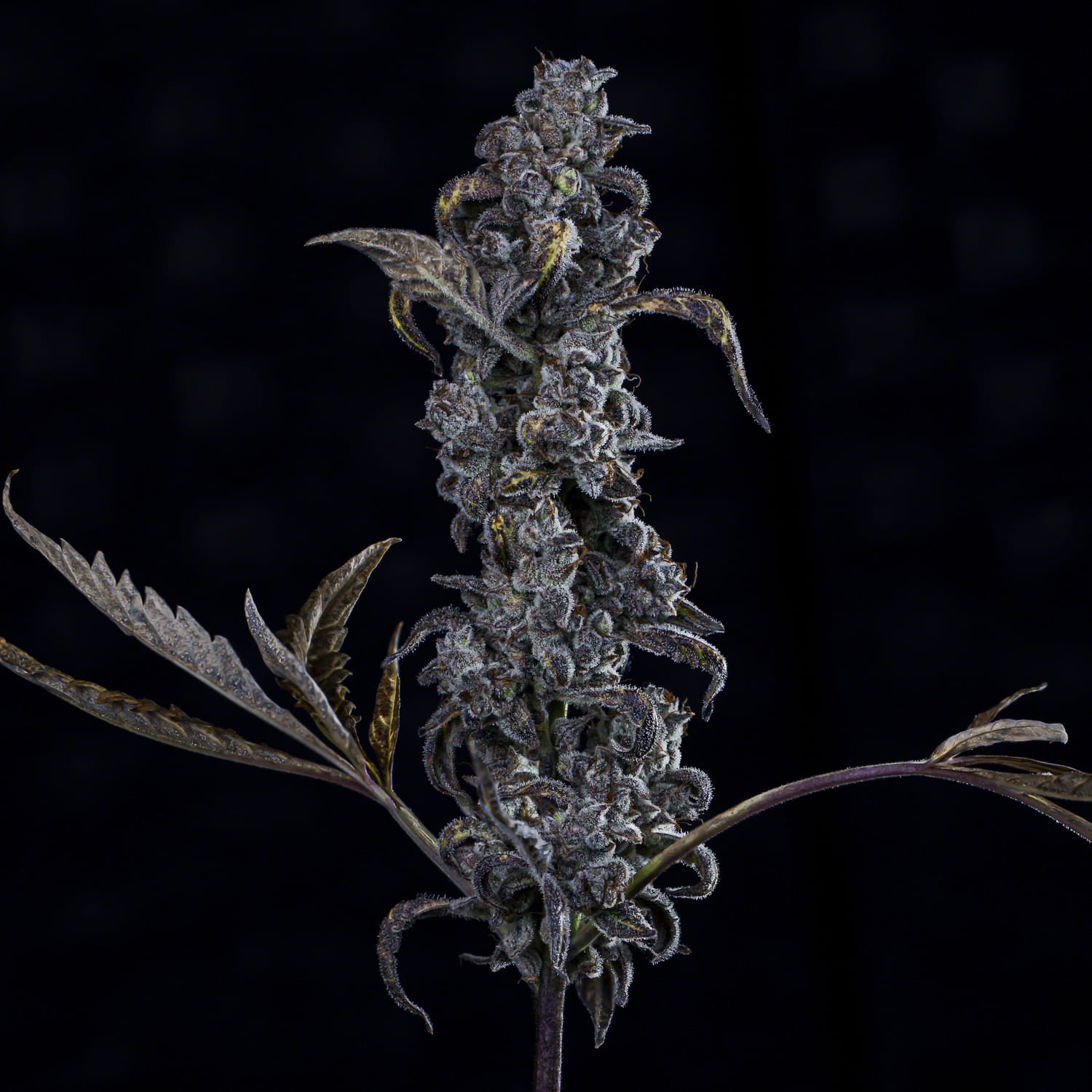 mephisto'z 3+2er – mephisto genetics (autoflower samen)