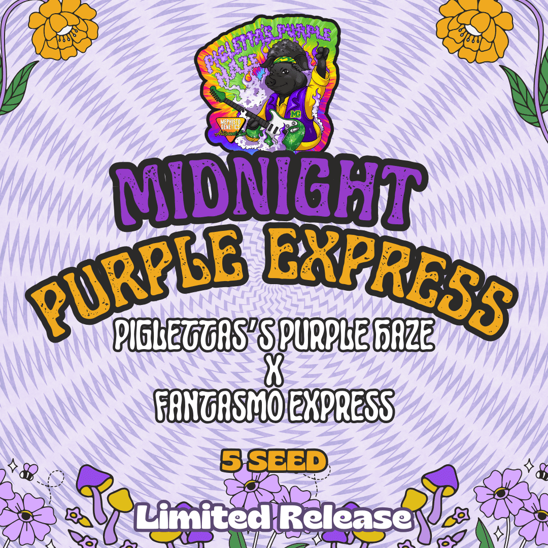 midnight purple express 5er – mephisto genetics (autoflower samen)