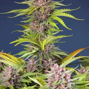 Mimosa Bruce Banner XL Auto von Sweet Seeds