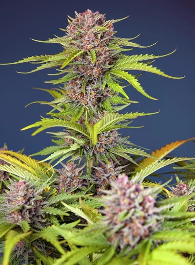 Mimosa Bruce Banner XL Auto von Sweet Seeds