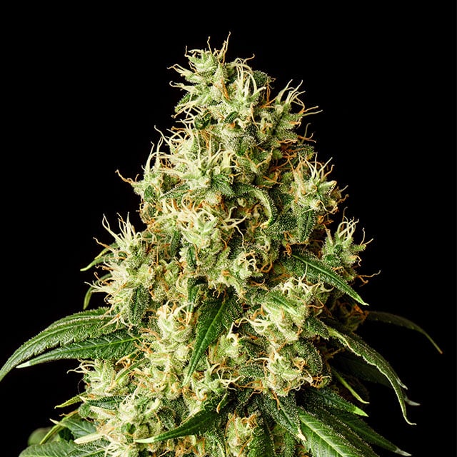 Mimosa Dream von Kannabia Seed Company