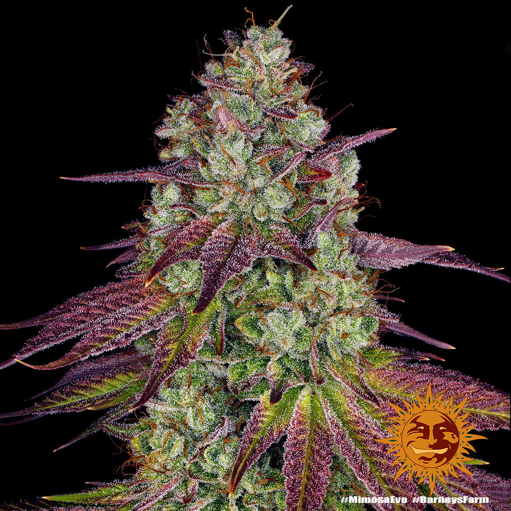 Mimosa EVO Barney's Farm