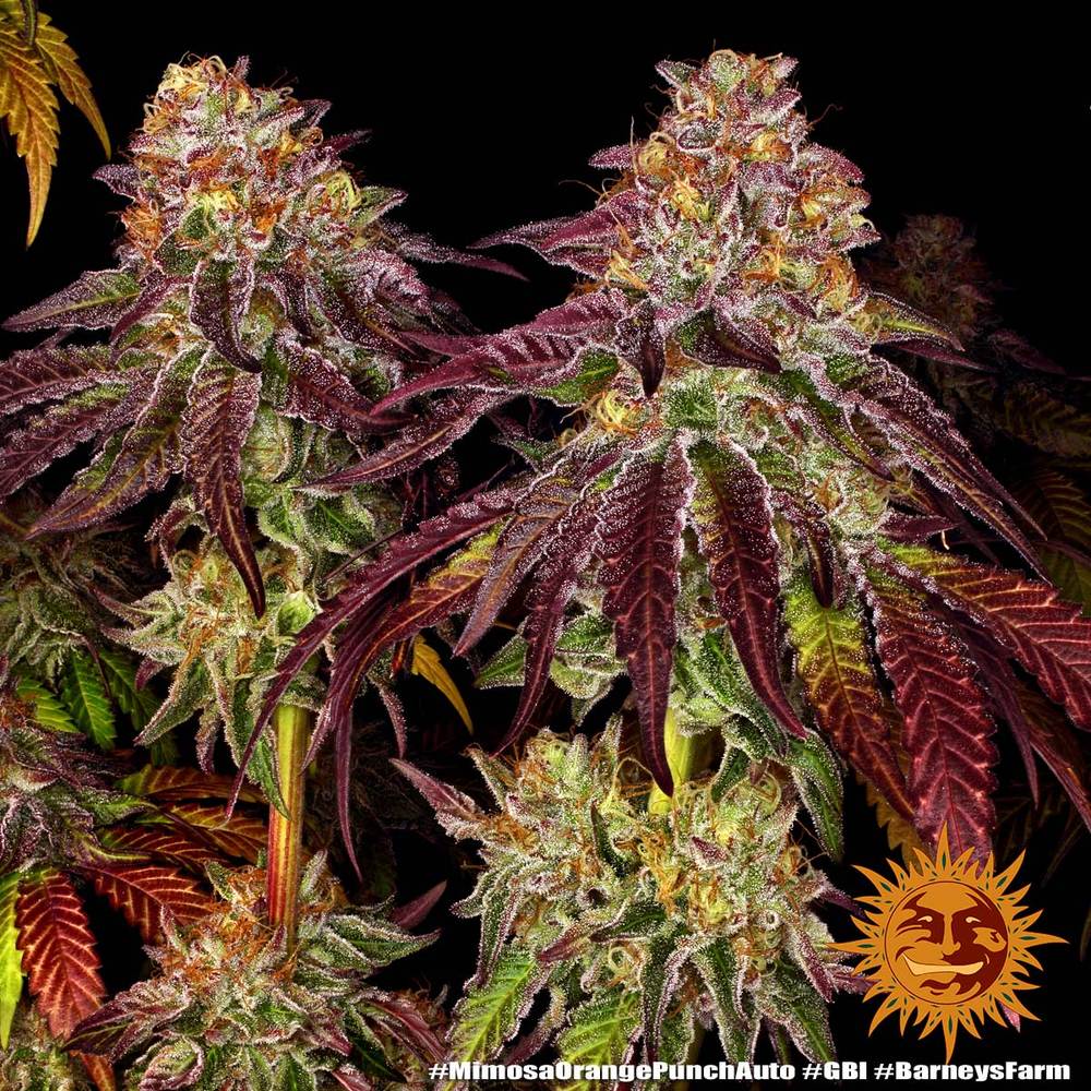 Mimosa x Orange Punch Auto Barney's Farm
