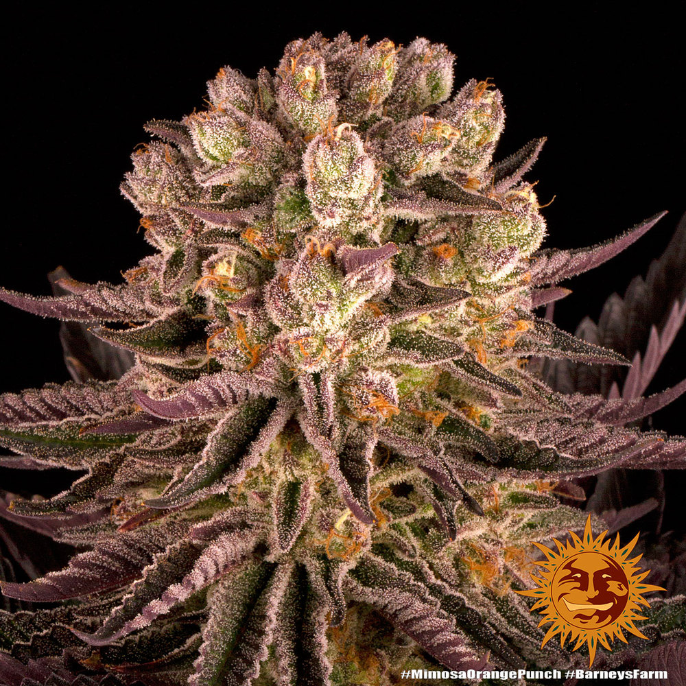Mimosa x Orange Punch Barney's Farm