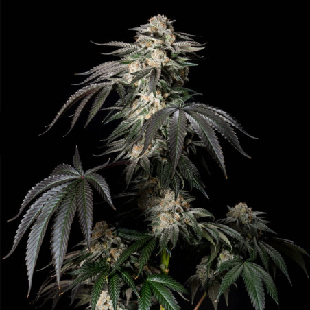 Mint Candy 10er Silent Seeds