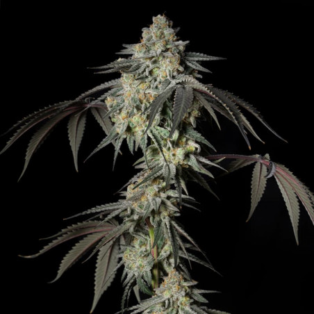 Mint Candy 10er Silent Seeds