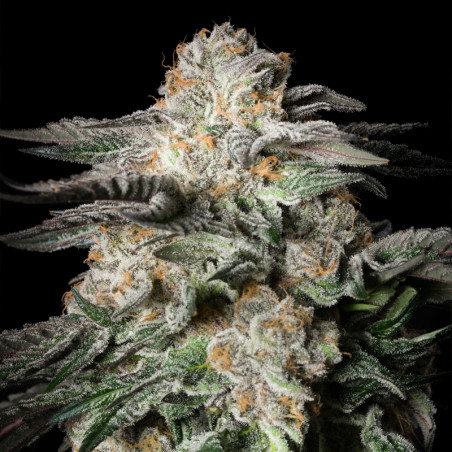 Mint Candy 10er Silent Seeds