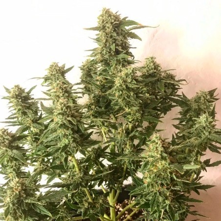 Moby Dick Auto 10er Silent Seeds
