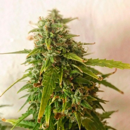 Moby Dick Auto 10er Silent Seeds