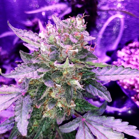 Moby Dick Auto 10er Silent Seeds