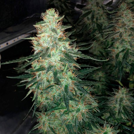 Moby Dick Auto 10er Silent Seeds