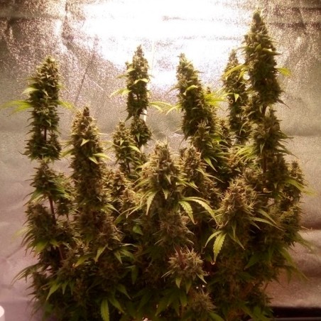 Moby Dick Auto 10er Silent Seeds