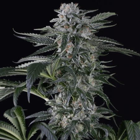 Moby Dick Auto 10er Silent Seeds